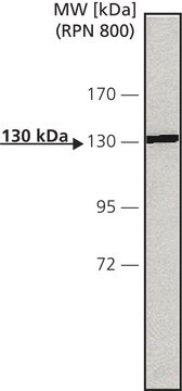 Anti-Calcium Sensing Receptor antibody, Mouse monoclonal clone HL1499 (6D4-3F4-6C4), purified from hybridoma cell culture