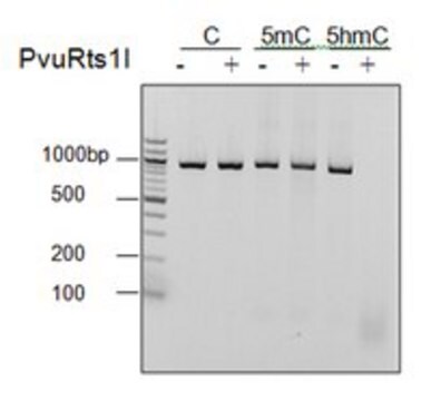 PvuRts1I (5-hmC Restriction Endonuclease)