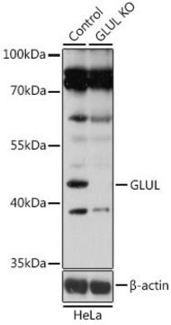 Anti-GLUL antibody produced in rabbit