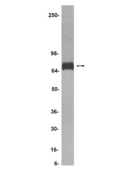 Anti-Notch 4 Antibody Upstate&#174;, from rabbit