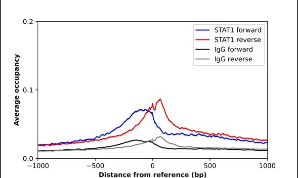 Anti-STAT1 antibody produced in rabbit Ab2, Prestige Antibodies&#174; Powered by Atlas Antibodies, affinity isolated antibody, buffered aqueous glycerol solution