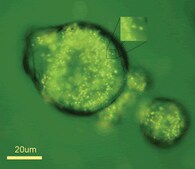 Gold microrods dispersion (H2O)