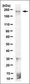 Anti-ABCA1 Antibody, clone MABI98-7 clone MAB198-7, from rat