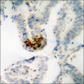Anti-phospho-NF-kappaB p65 (pThr505) antibody produced in rabbit affinity isolated antibody