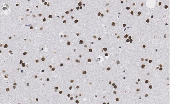 Anti-Nuclei Antibody, clone 3E1.3 ZooMAb&#174; Mouse Monoclonal recombinant, expressed in HEK 293 cells