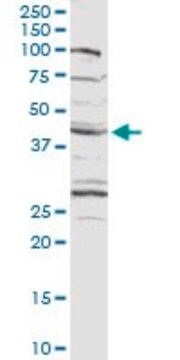 Anti-CXADR antibody produced in rabbit purified immunoglobulin, buffered aqueous solution