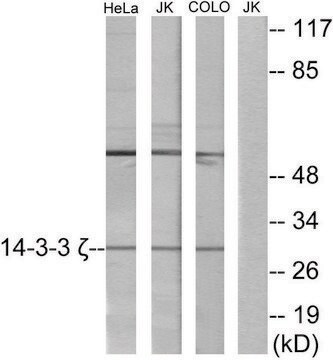 Anti-14-3-3 &#950; antibody produced in rabbit affinity isolated antibody