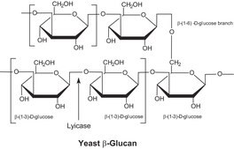 Lyticase from Arthrobacter luteus lyophilized powder, &#8805;2,000&#160;units/mg protein, Protein &#8805;20&#160;% by biuret