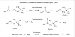 Acetylcholinesterase from human erythrocytes buffered aqueous solution, &#8805;500&#160;units/mg protein (BCA)