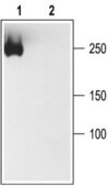 Anti-Sodium Channel, Pan antibody produced in rabbit affinity isolated antibody, lyophilized powder