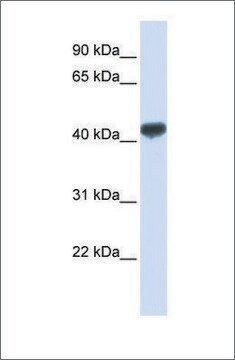 Anti-ZRANB2 (ab1) antibody produced in rabbit affinity isolated antibody