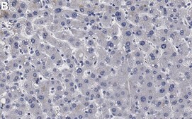 Anti-APOL1 Antibody, clone 1L15 ZooMAb&#174; Rabbit Monoclonal recombinant, expressed in HEK 293 cells