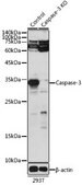Anti- Caspase-3 antibody produced in rabbit