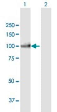 Anti-PIWIL3 antibody produced in mouse purified immunoglobulin, buffered aqueous solution