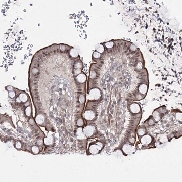 Anti-HOXC11 antibody produced in rabbit Prestige Antibodies&#174; Powered by Atlas Antibodies, affinity isolated antibody, buffered aqueous glycerol solution