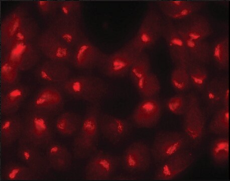 Anti-Sec23 antibody produced in rabbit ~1&#160;mg/mL, affinity isolated antibody, buffered aqueous solution