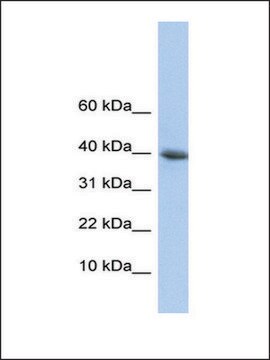 Anti-POLR2I (AB1) antibody produced in rabbit affinity isolated antibody