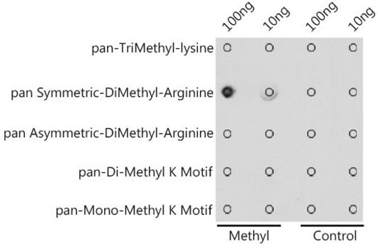 Anti-pan-Symmetric-Di-Methyl Arginine antibody produced in rabbit