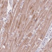 Anti-MRPS14 antibody produced in rabbit Prestige Antibodies&#174; Powered by Atlas Antibodies, affinity isolated antibody, buffered aqueous glycerol solution