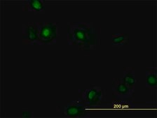 Monoclonal Anti-RUNX1 antibody produced in mouse clone 2C10, purified immunoglobulin, buffered aqueous solution