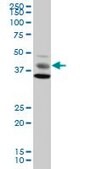 Anti-MAPK8 antibody produced in mouse purified immunoglobulin, buffered aqueous solution