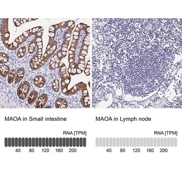 Anti-MAOA antibody produced in rabbit Prestige Antibodies&#174; Powered by Atlas Antibodies, affinity isolated antibody, buffered aqueous glycerol solution