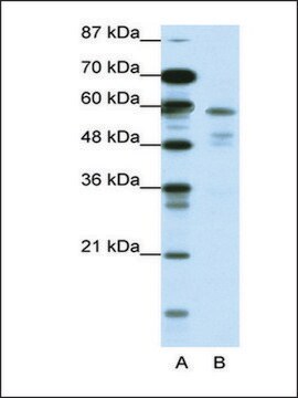 Anti-NR1H3 antibody produced in rabbit IgG fraction of antiserum