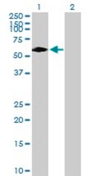 Anti-DTX2 antibody produced in mouse purified immunoglobulin, buffered aqueous solution