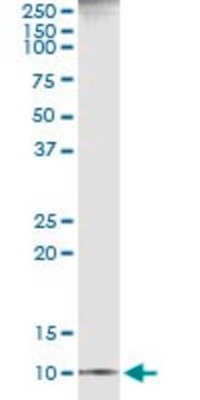 Monoclonal Anti-CXCL11 antibody produced in mouse clone 3C1, ascites fluid