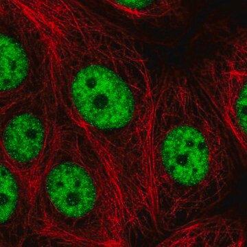 Anti-SRRT antibody produced in rabbit Prestige Antibodies&#174; Powered by Atlas Antibodies, affinity isolated antibody