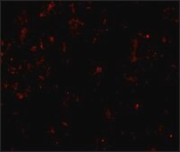 Anti-CLDN1 antibody produced in rabbit affinity isolated antibody, buffered aqueous solution