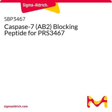 Caspase-7 (AB2) Blocking Peptide for PRS3467