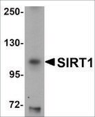 Anti-SIRT1 antibody produced in chicken affinity isolated antibody, buffered aqueous solution