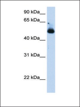 Anti-TRIM21 (AB2) antibody produced in rabbit IgG fraction of antiserum