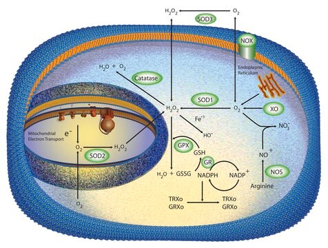 Superoxide Dismutase from human erythrocytes essentially salt-free, lyophilized powder, &#8805;2,500&#160;units/mg protein