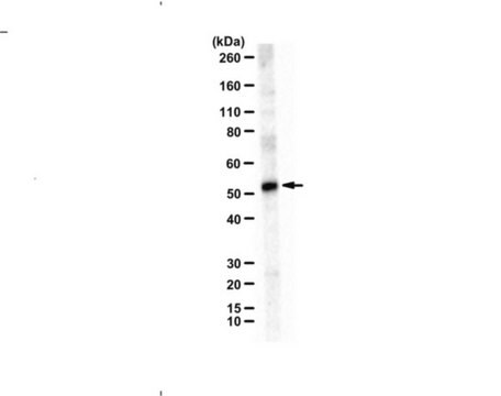 Anti-VPS4A (UT289) serum, from rabbit