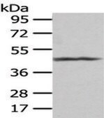 Anti-PTGIR affinity isolated antibody