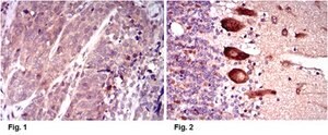 Anti-KEAP1, clone 7G4B10 Antibody clone 7G4B10, from mouse