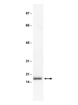 Anti-FGF-2/basic FGF Antibody, clone bFM-2 clone bFM-2, Upstate&#174;, from mouse