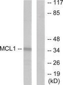 Anti-MCL1 antibody produced in rabbit affinity isolated antibody