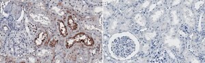 Anti-JAK1 Antibody, clone 1I13 ZooMAb&#174; Rabbit Monoclonal recombinant, expressed in HEK 293 cells