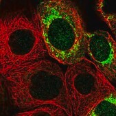 Anti-MRPS7 antibody produced in rabbit Prestige Antibodies&#174; Powered by Atlas Antibodies, affinity isolated antibody, buffered aqueous glycerol solution, Ab1