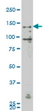 Anti-MAP4K4 Mouse mAb (4A5) liquid, clone 4A5, Calbiochem&#174;