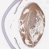 Anti-LGSN antibody produced in rabbit Prestige Antibodies&#174; Powered by Atlas Antibodies, affinity isolated antibody, buffered aqueous glycerol solution