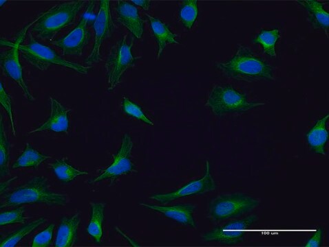 Monoclonal Anti-FPRL1 antibody produced in mouse clone 2D8, purified immunoglobulin, buffered aqueous solution