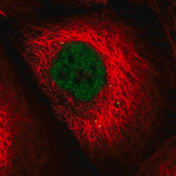 Anti-LIG4 antibody produced in rabbit Prestige Antibodies&#174; Powered by Atlas Antibodies, affinity isolated antibody