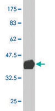 Monoclonal Anti-SCMH1 antibody produced in mouse clone 1H2, purified immunoglobulin, buffered aqueous solution