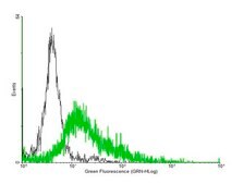 Anti-P2RY8 antibody produced in mouse purified immunoglobulin, buffered aqueous solution