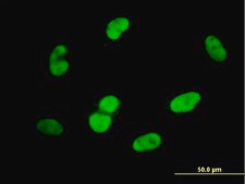 Monoclonal Anti-SOX9, (C-terminal) antibody produced in mouse clone 3F11, purified immunoglobulin, buffered aqueous solution