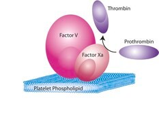 Factor X Activated (Xa) from bovine plasma aqueous glycerol solution